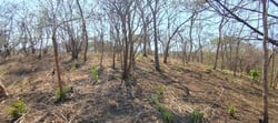 Private Mountain View Lot with Native Trees at Marbella